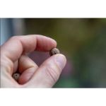 green balls mini-ecosysteem