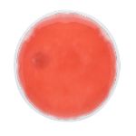 herbruikbare heatpack kison - rood