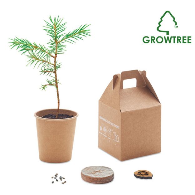 pijnboomzaden set. groeit 30 cm per jaar