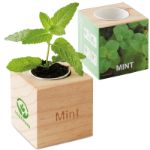 kweekset munt in houten pot.