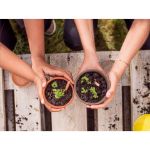 sprout gescherpt potlood met zaadjes