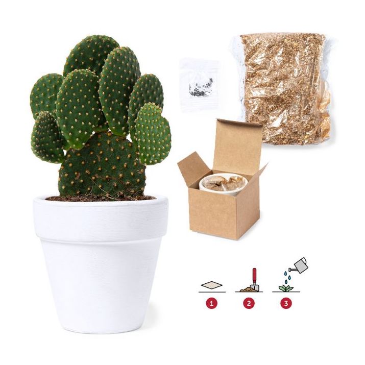bloempot konte cactus zaden