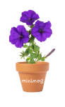 bloempot petunia soltax