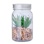 decoratieve plant kyala