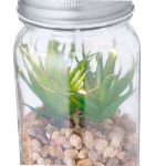 decoratieve plant kyala