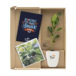 treemore brievenbusboompjes kaffir limoen