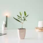 treemore brievenbusboompjes olijfboom