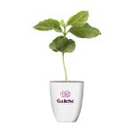 treemore brievenbusboompjes koffieboom