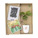 treemore brievenbusboompjes koffieboom