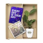 treemore brievenbusboompjes theeplant