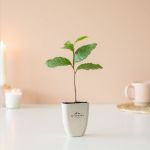 treemore brievenbusboompjes theeplant