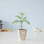 treemore brievenbusboompjes mammoetboom