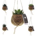 kokodama® - succulent mix - klein