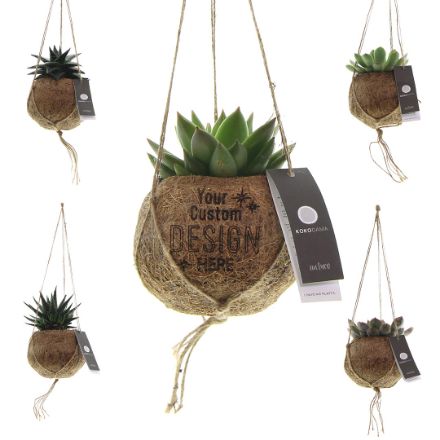 kokodama® - succulent mix - klein