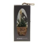 kokodama® - succulent mix - klein