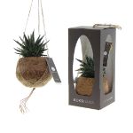 kokodama® - succulent mix - klein