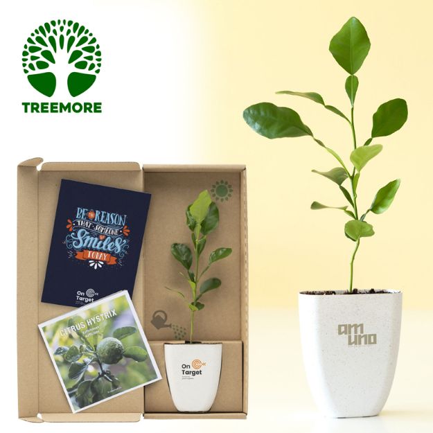 treemore brievenbusboompjes kaffir limoen