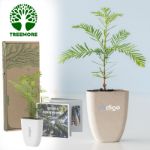 treemore brievenbusboompjes mammoetboom