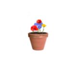 bloem zaad capsule biyok