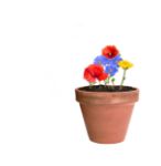 bloemenzaad bal mussox