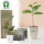 treemore brievenbusboompjes theeplant