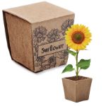 zonnebloem kweekset met afbreekbare turfpot