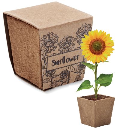 zonnebloem kweekset met afbreekbare turfpot