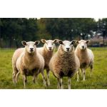 schapenvacht wijnkoeler