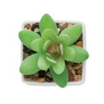 mini kunstplantje graptopetalum paraguayense vorm