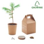 pijnboomzaden set. groeit 30 cm per jaar