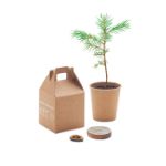 pijnboomzaden set. groeit 30 cm per jaar