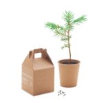 pijnboomzaden set. groeit 30 cm per jaar