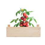 tomatenkweekset houten kratje