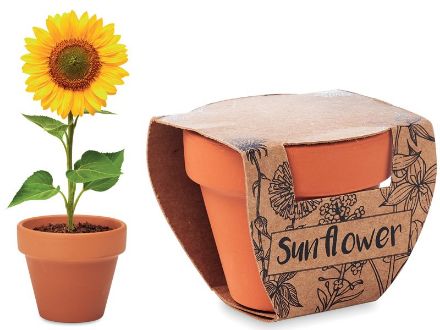 potje zonnebloem sun