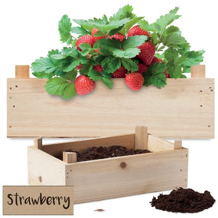 aardbeienpakket in houten krat