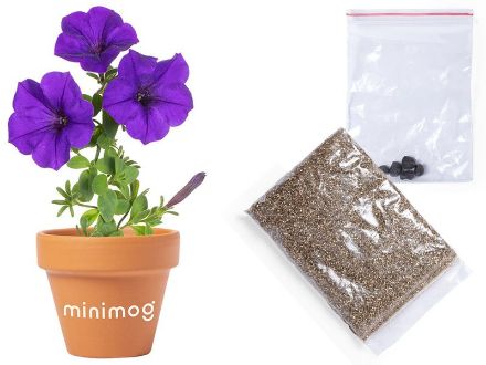 bloempot petunia soltax