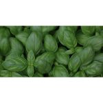 sprout gescherpt potlood met zaadjes