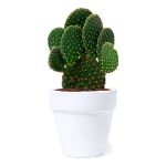 bloempot konte cactus zaden