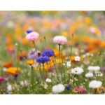 a5 zaadpapier wilde bloemen