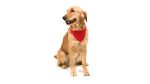 verstelbare halsband met bandana