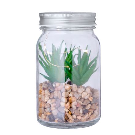 decoratieve plant kyala