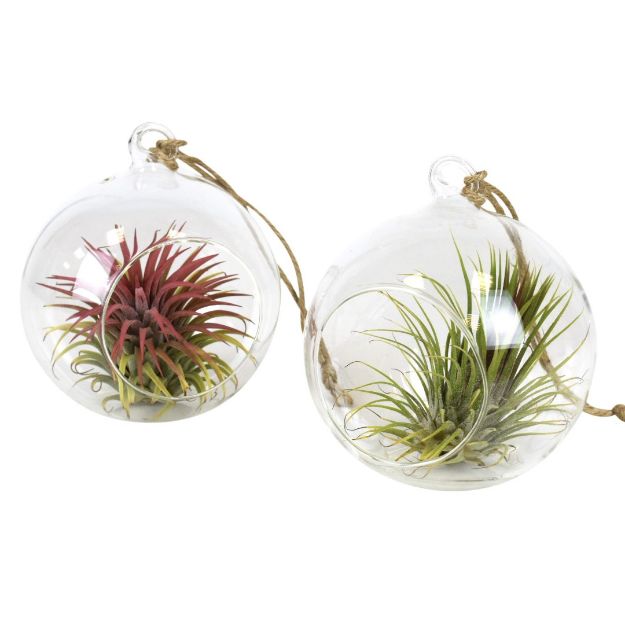 luchtplantjes kerstmis