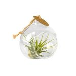 luchtplantjes kerstmis