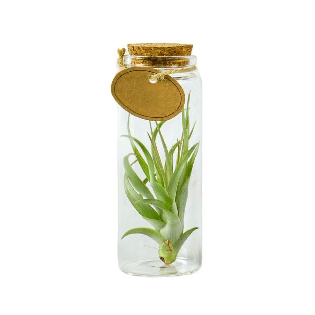 luchtplantjes in fles