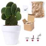 bloempot konte cactus zaden