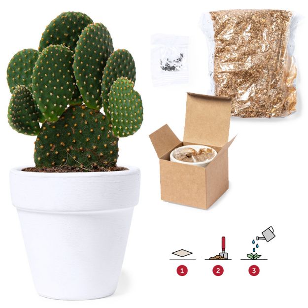 bloempot konte cactus zaden