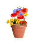 bloemenzaad bal mussox
