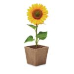 zonnebloem kweekset met afbreekbare turfpot