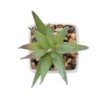 mini kunstplantje in pp aloë ferox molenvorm