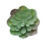 mini kunstplantje in pp echeveria vorm